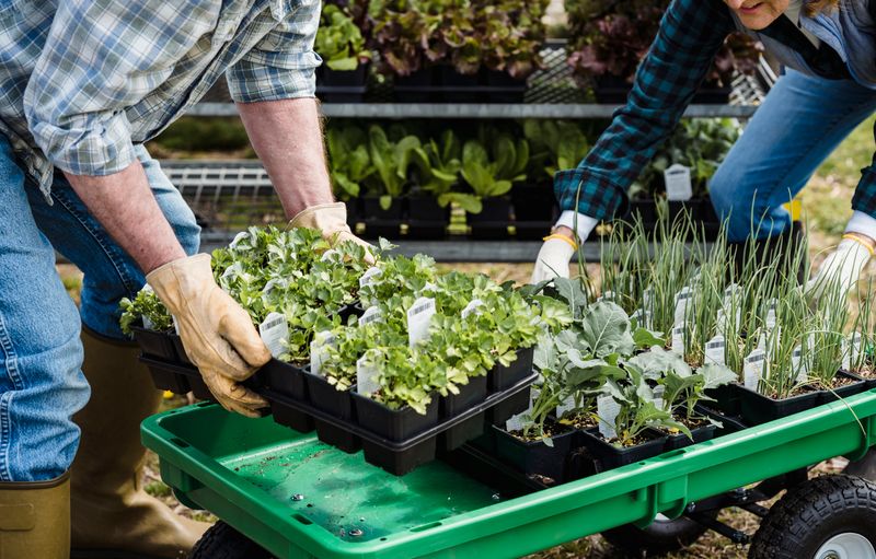 Gartenarbeit an Pflanzen
